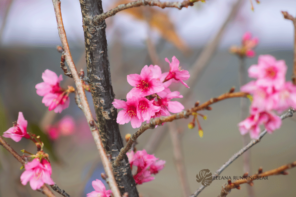 Cherry blossoms on big island hawaii
